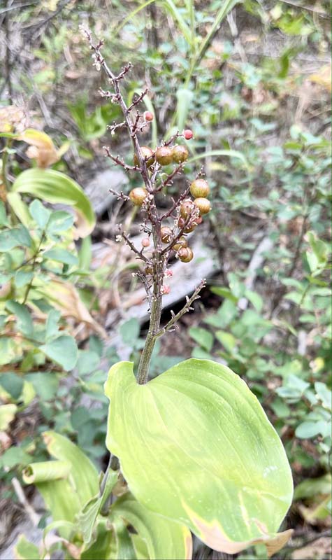 n_Plume Solomon seal berries.jpg